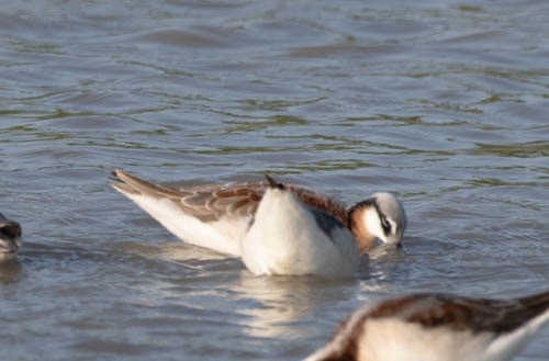 Wilson's Phalarope - ML608504673