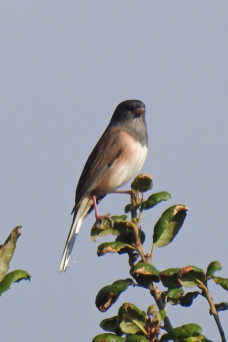 Dark-eyed Junco - ML608504677
