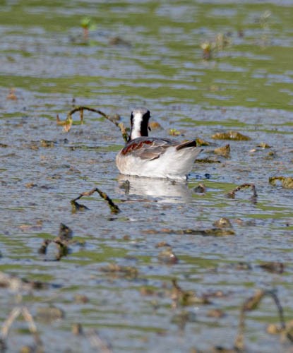 Wilson's Phalarope - ML608504810