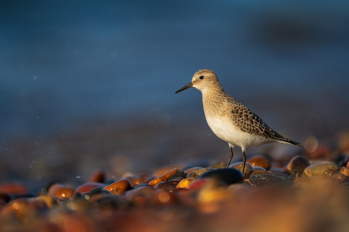 gulbrystsnipe - ML608504854