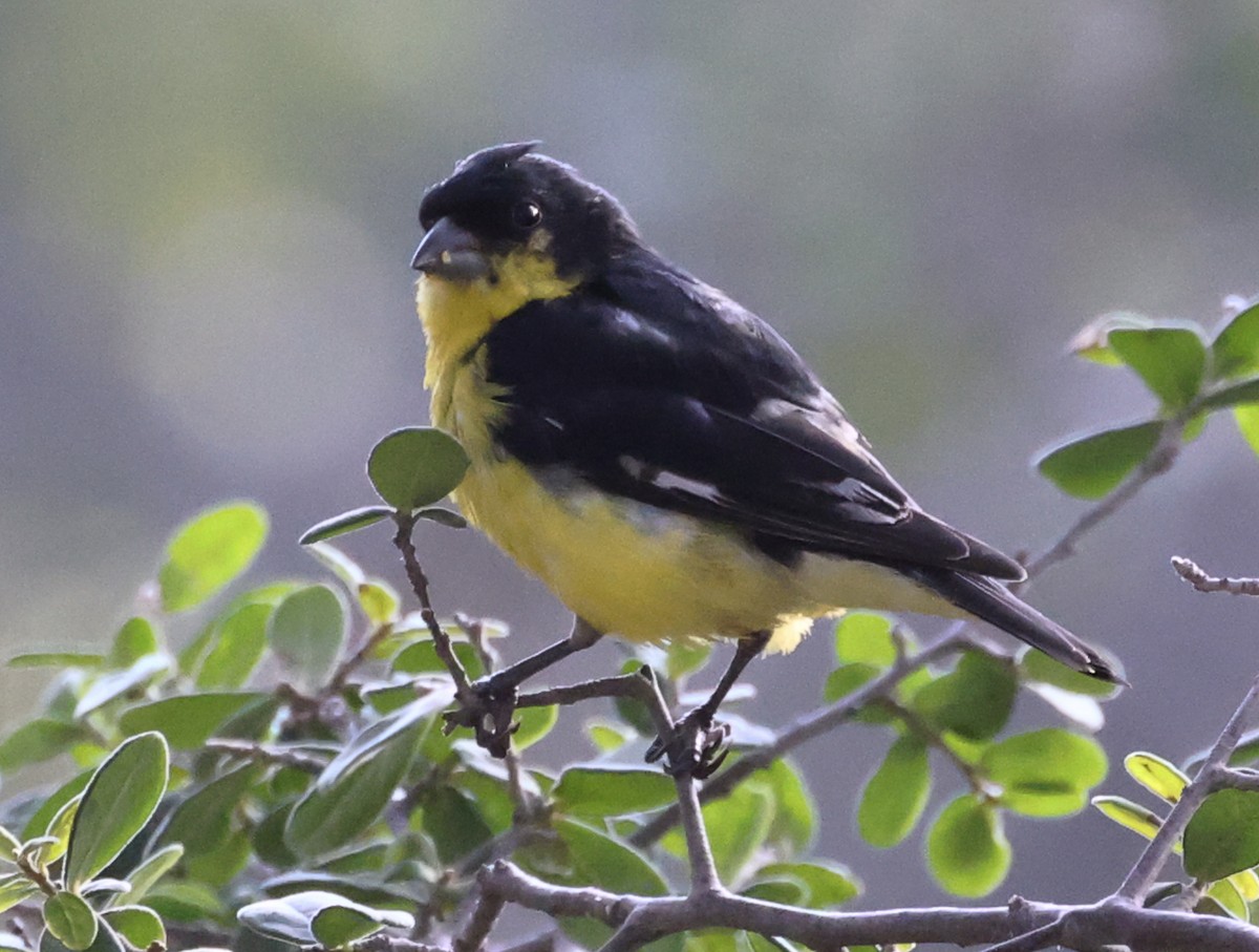 Lesser Goldfinch - ML608504896