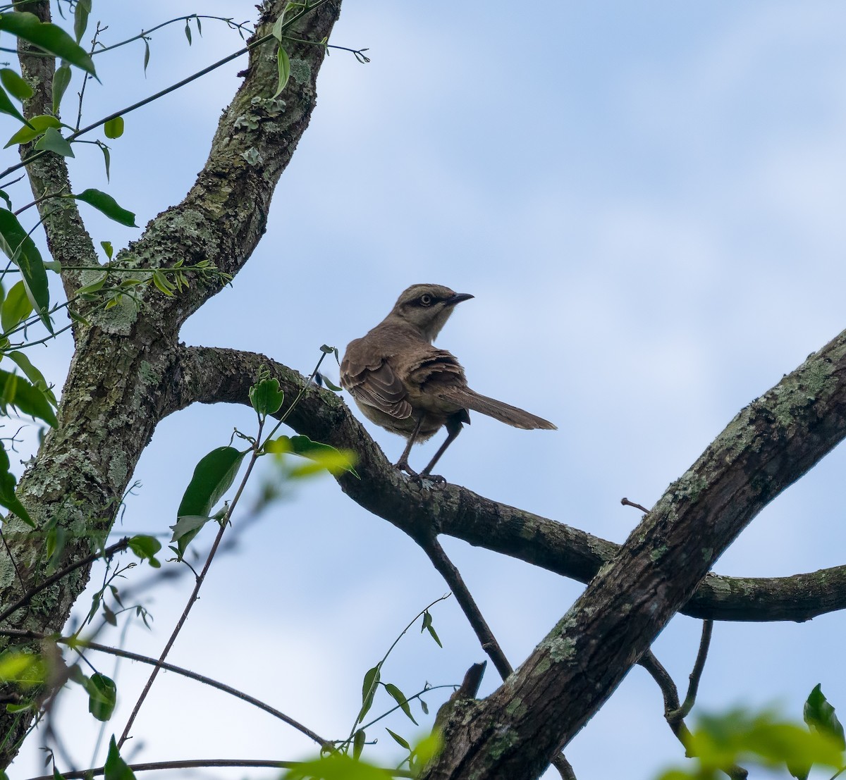 Chalk-browed Mockingbird - ML608504916