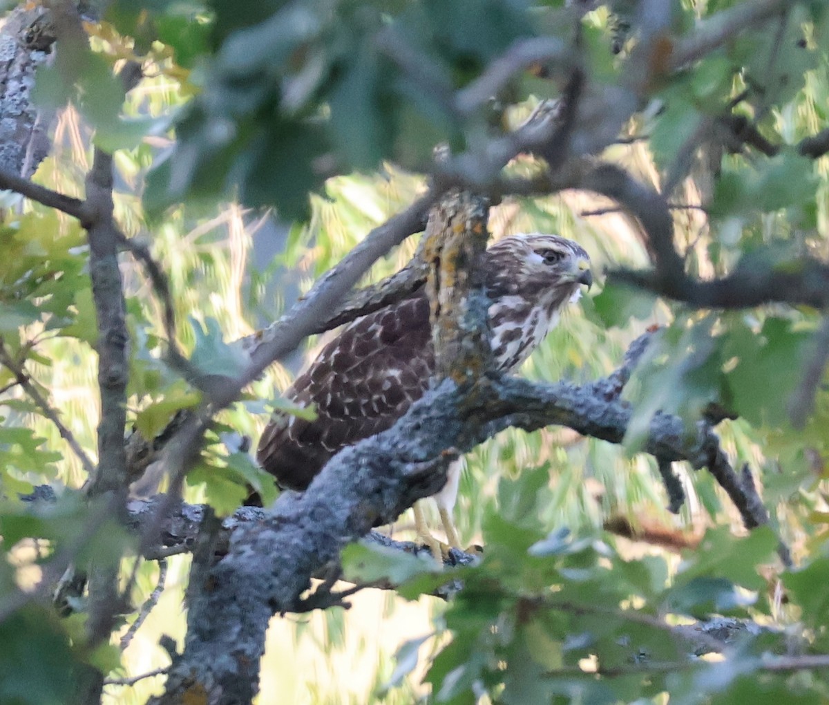 Red-shouldered Hawk - ML608504974