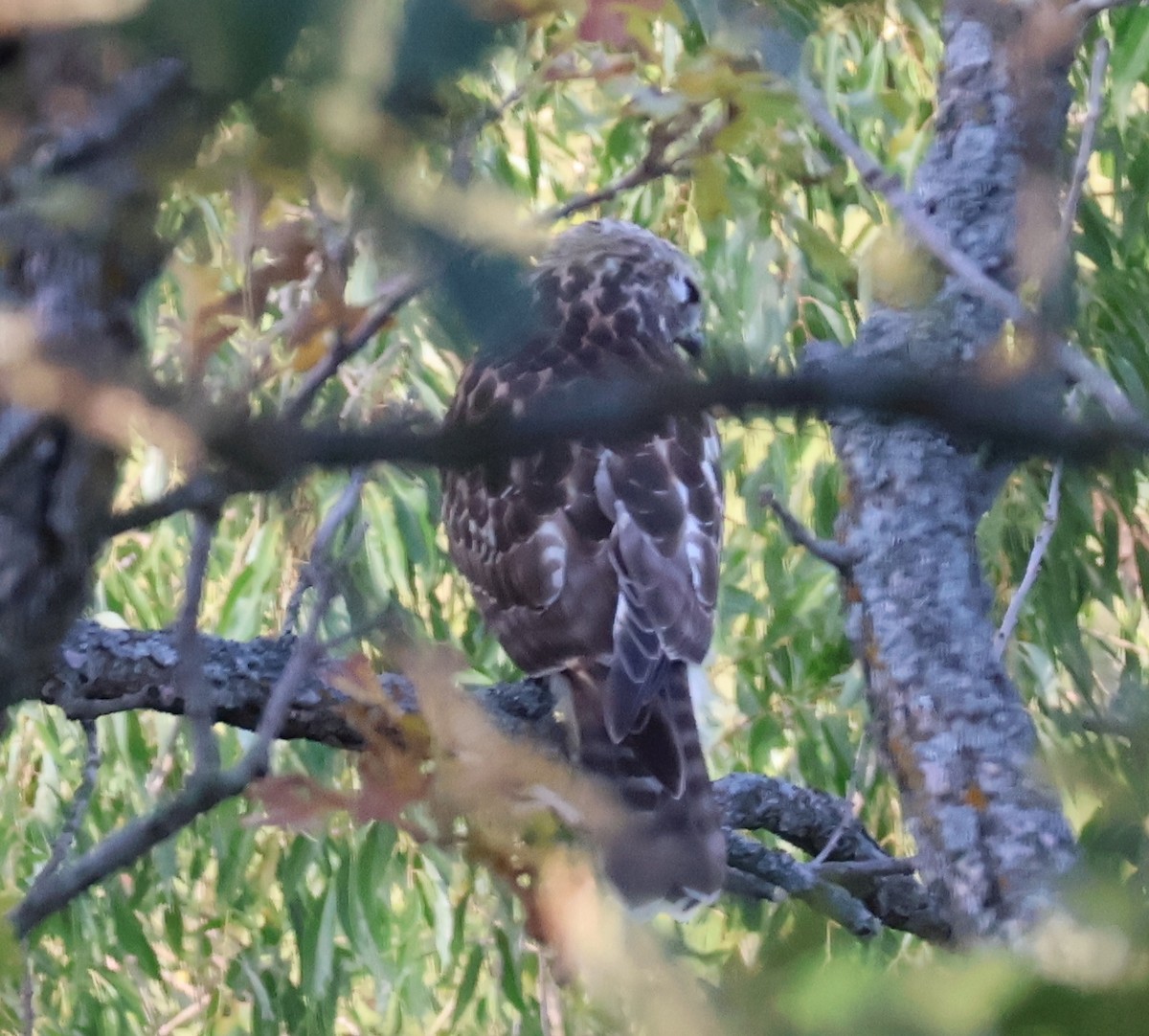 Red-shouldered Hawk - ML608504975