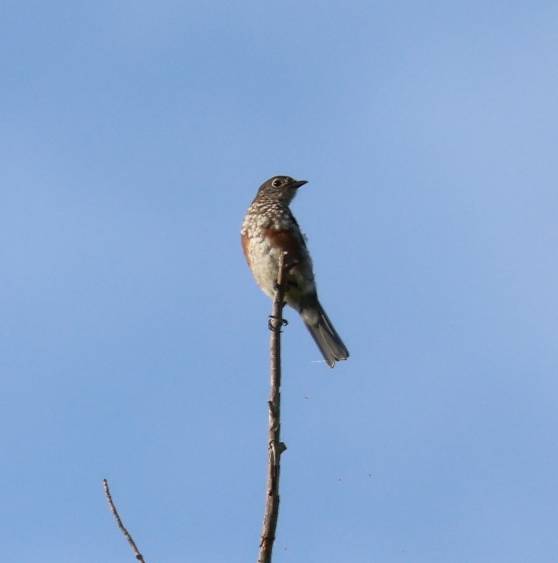 Eastern Bluebird - ML608504999