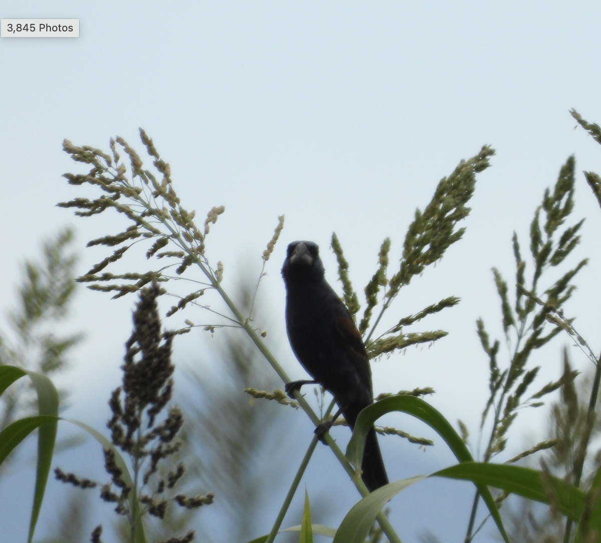 Blue Grosbeak - ML608505086