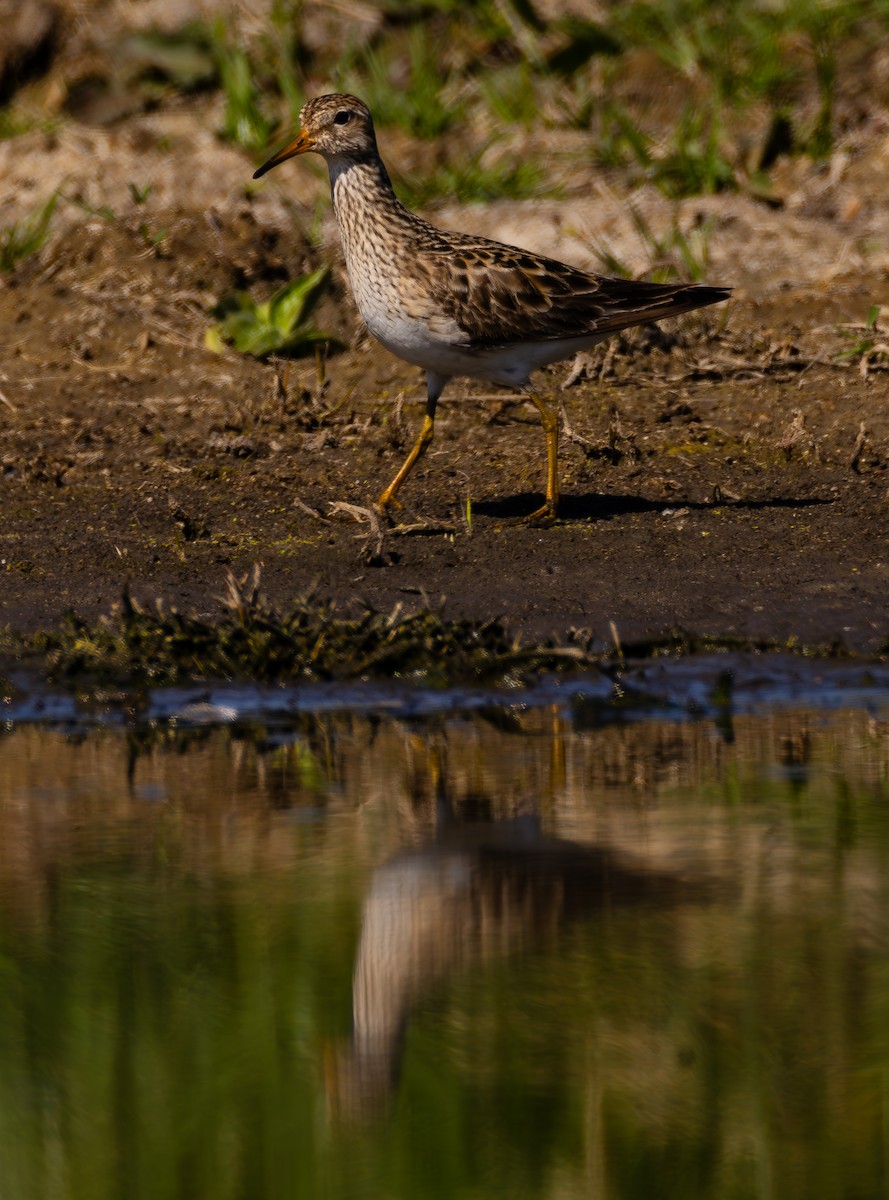 Bécasseau à poitrine cendrée - ML608505142