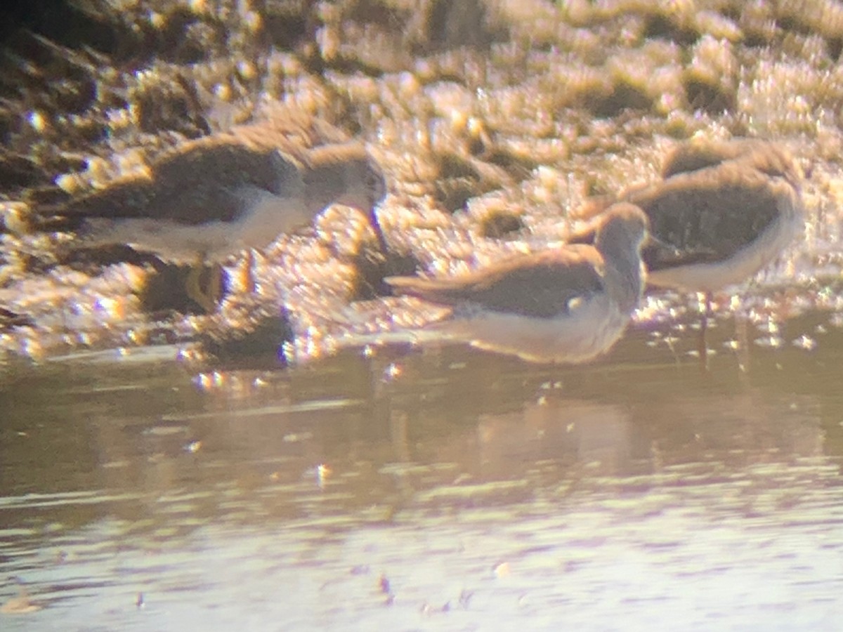 gulbeinsnipe - ML608505199