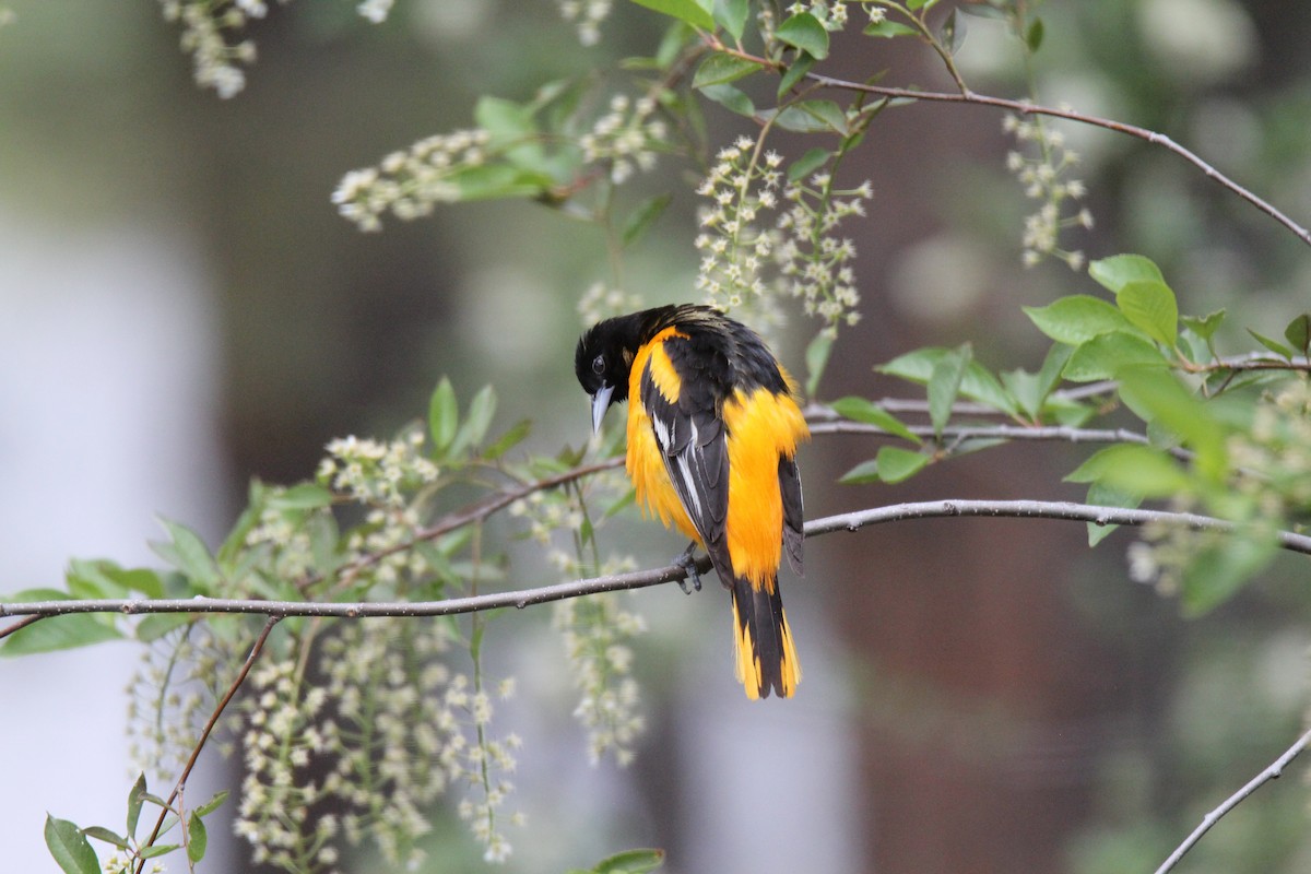 Baltimore Oriole - kurt countryman