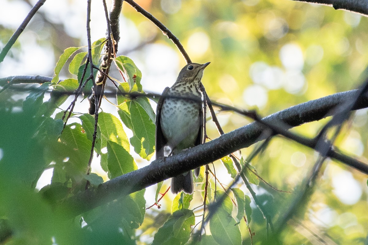 Swainson's Thrush - ML608505243