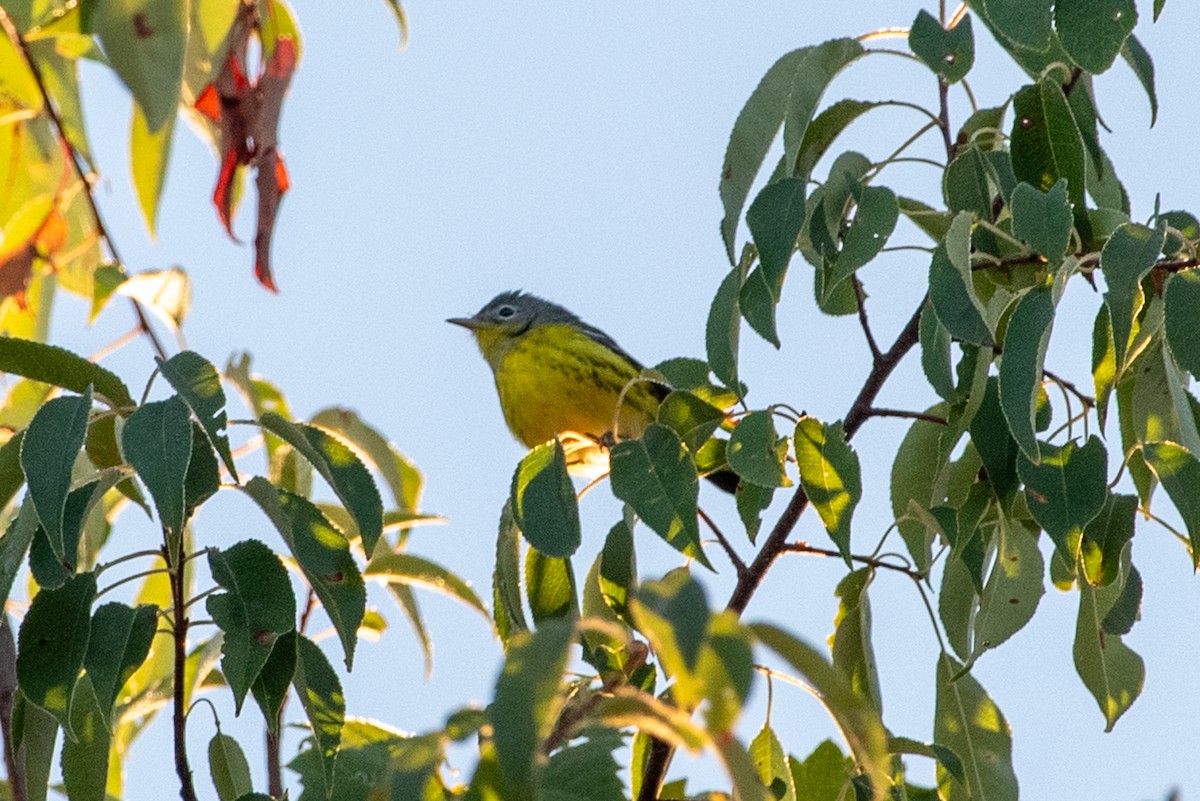 Magnolia Warbler - ML608505250