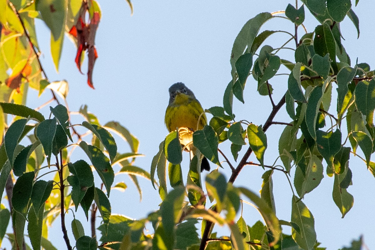 Magnolia Warbler - Ryan Marose