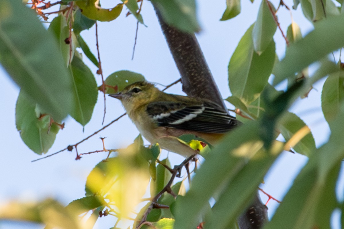 Bay-breasted Warbler - Ryan Marose