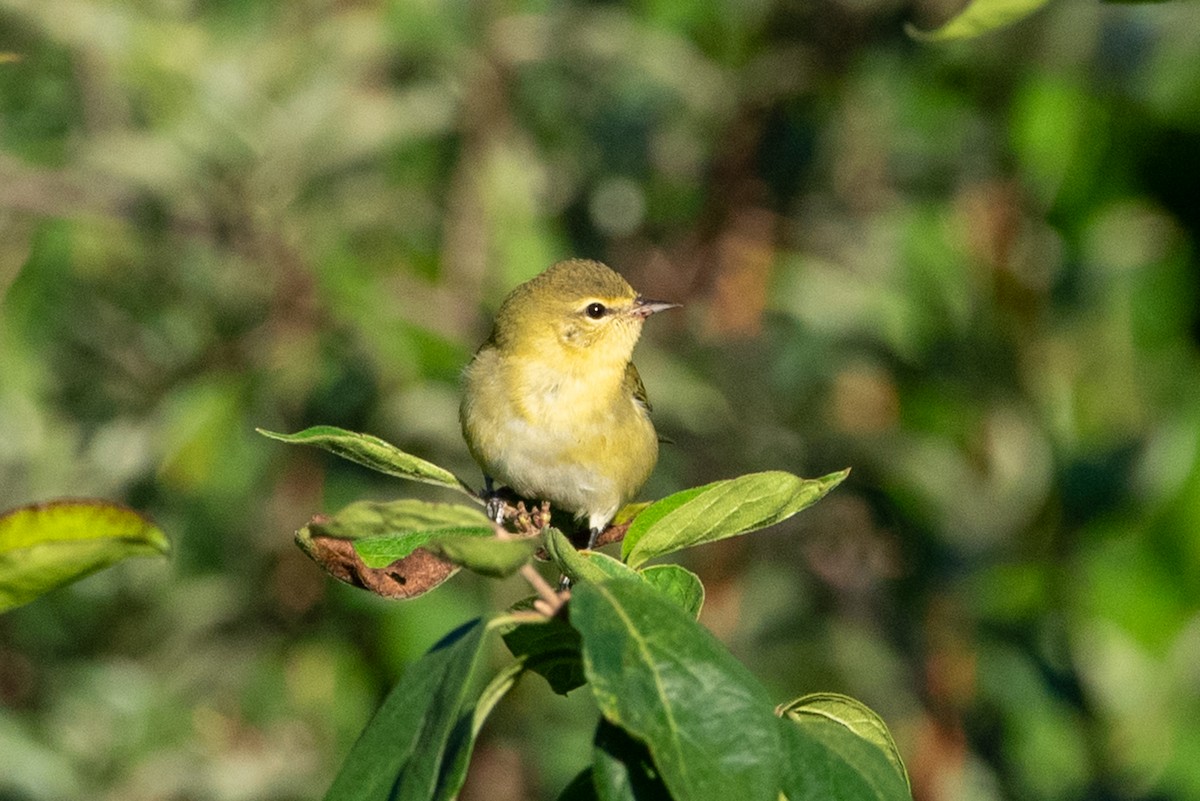 Tennessee Warbler - Ryan Marose