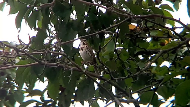 Song Sparrow - ML608505403