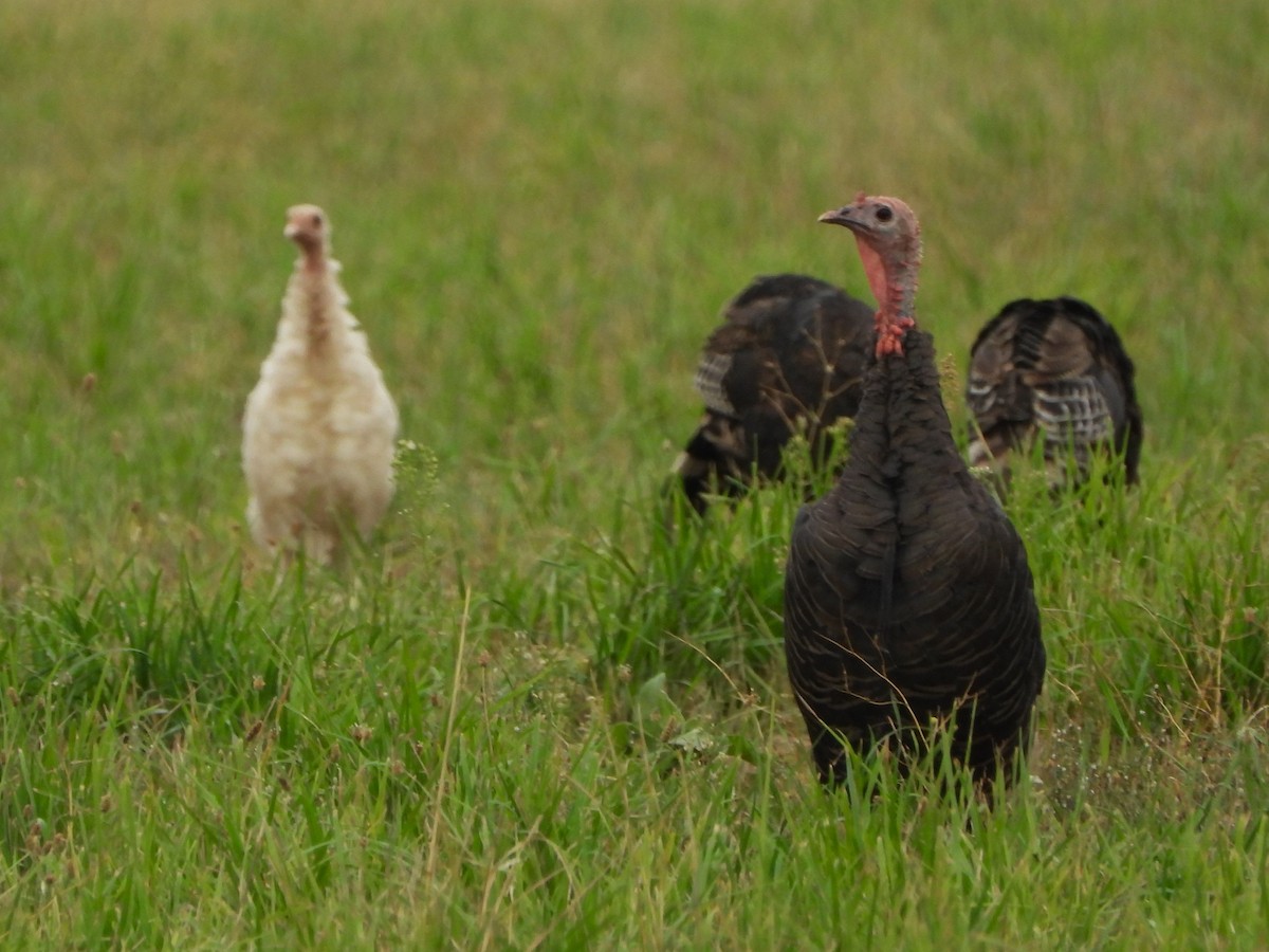 Wild Turkey - ML608505422