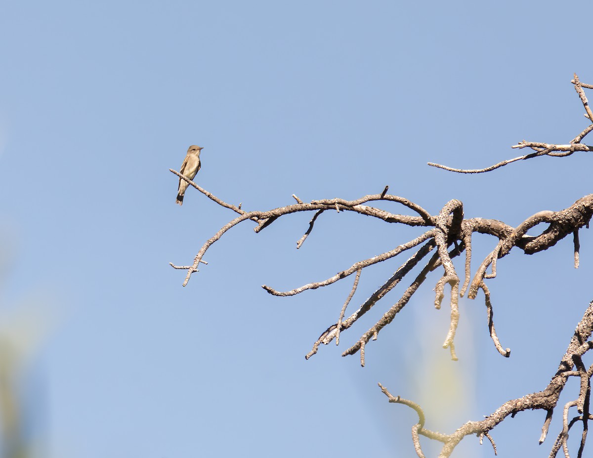 Western Wood-Pewee - ML608505444