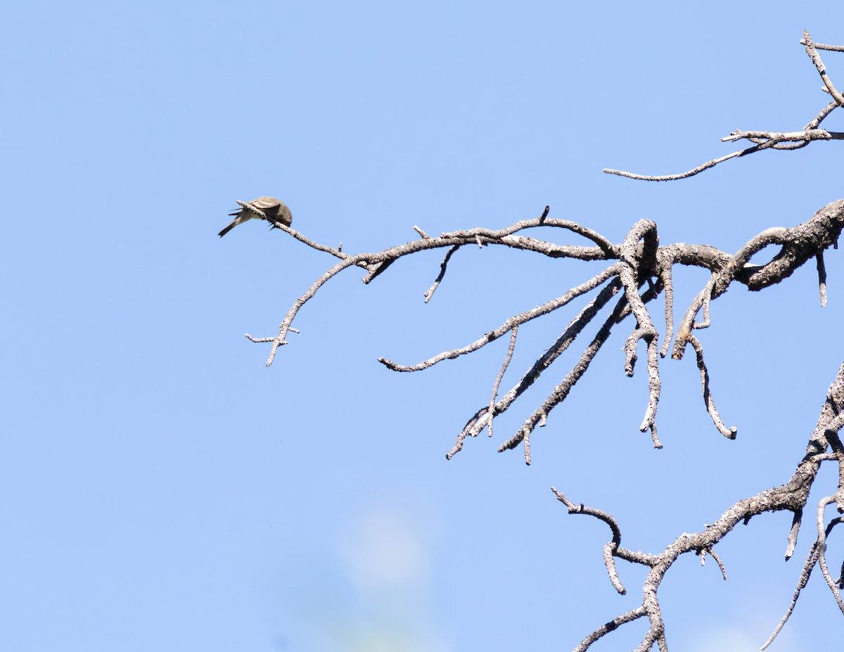 Western Wood-Pewee - ML608505456