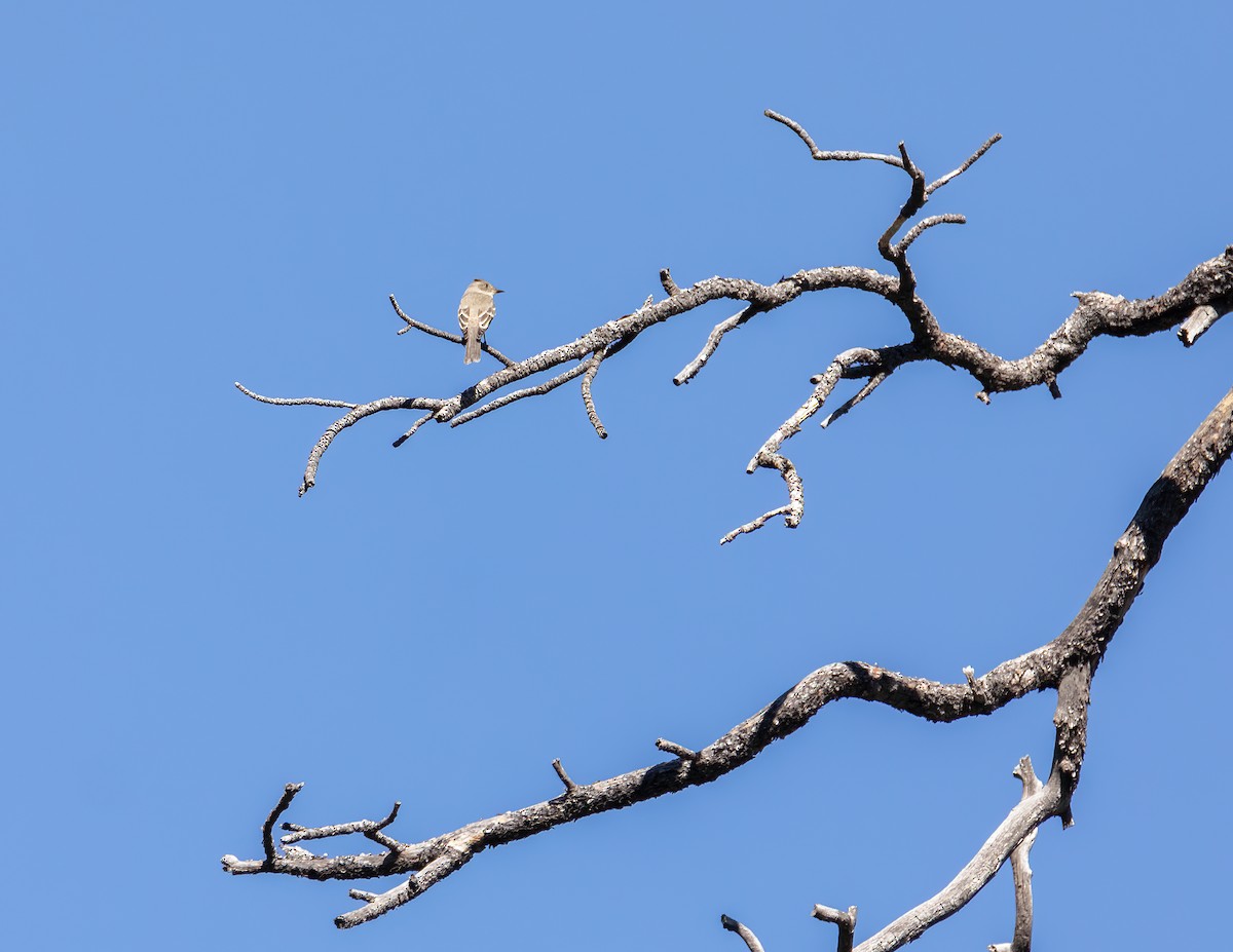Western Wood-Pewee - ML608505460