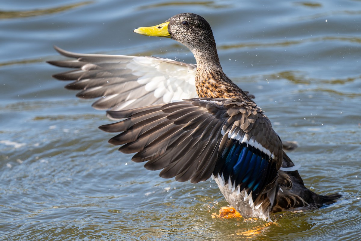 Mallard - Mitchell Goldfarb