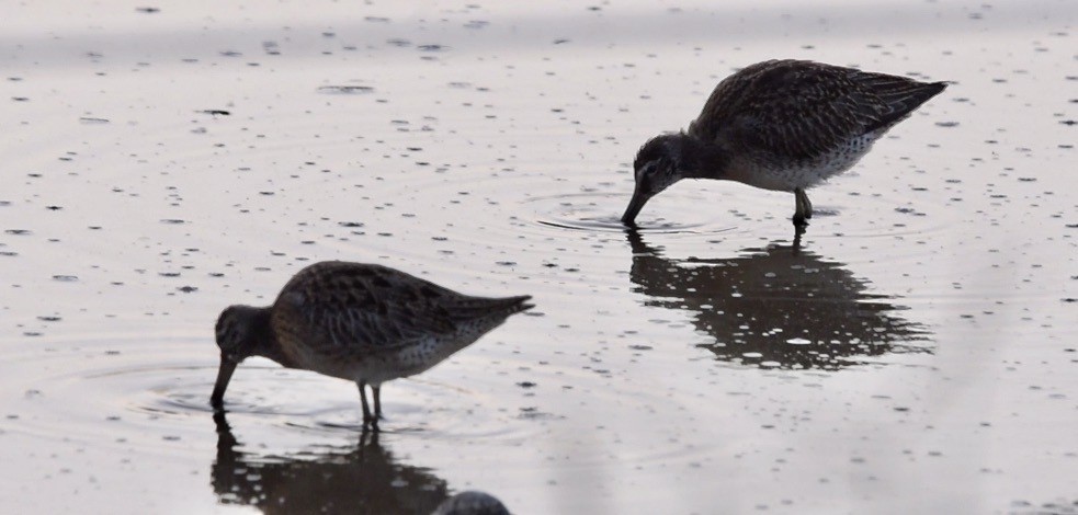 Short-billed Dowitcher - ML608505534