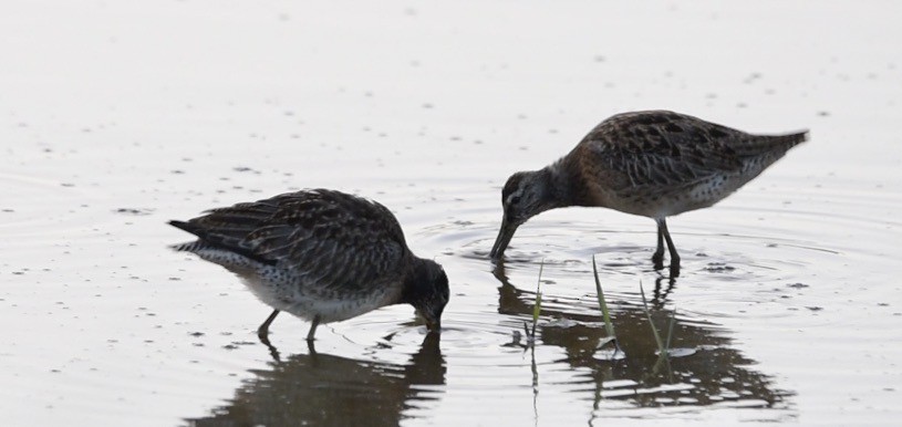 Short-billed Dowitcher - ML608505537