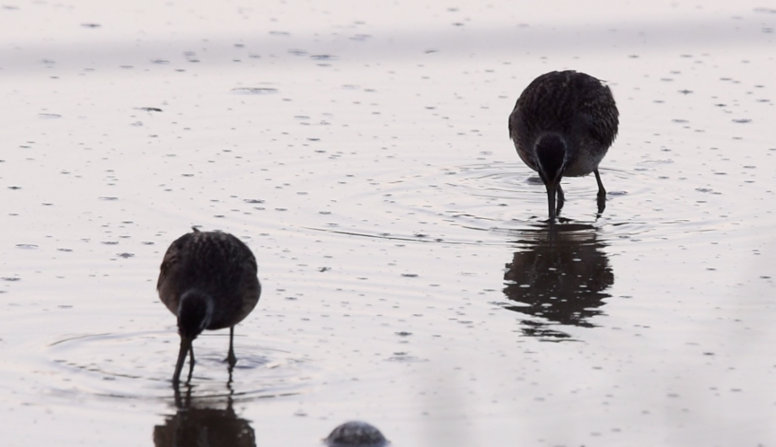 Short-billed Dowitcher - ML608505538