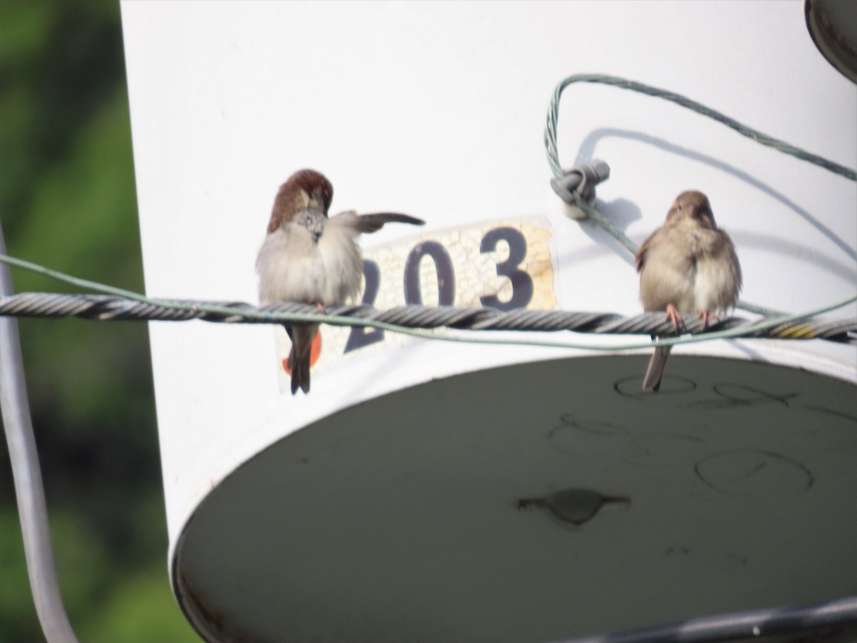 House Sparrow - Ann Van Denburgh