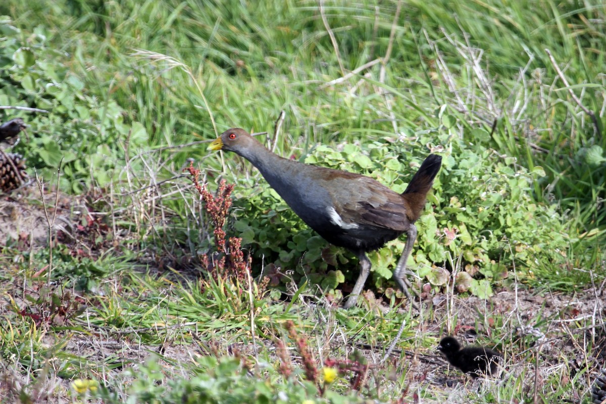 Grünfuß-Teichhuhn - ML608505567