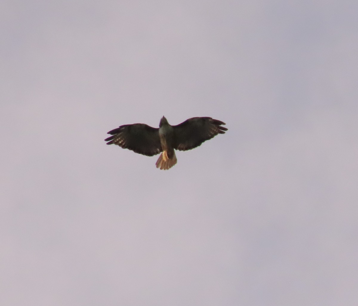 Red-tailed Hawk - ML608505621