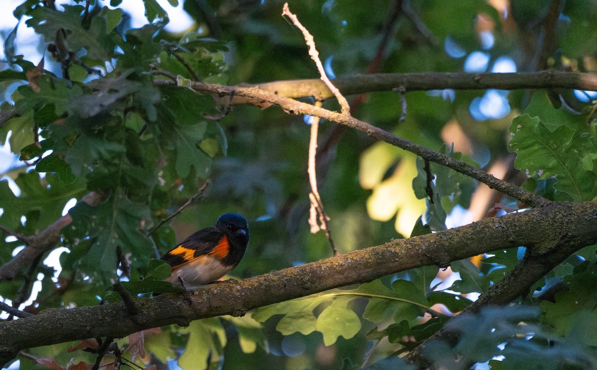 American Redstart - ML608505634