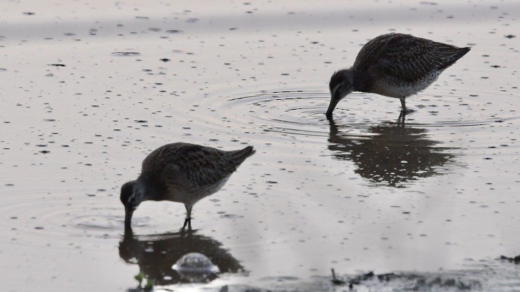 Short-billed Dowitcher - ML608505656