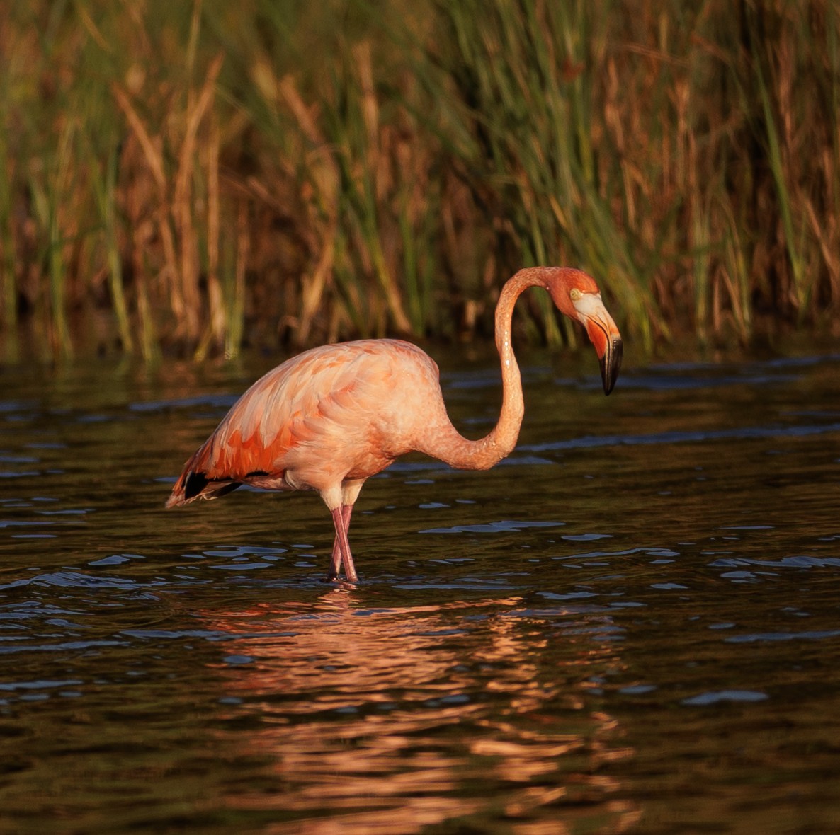 American Flamingo - Ian McDonald