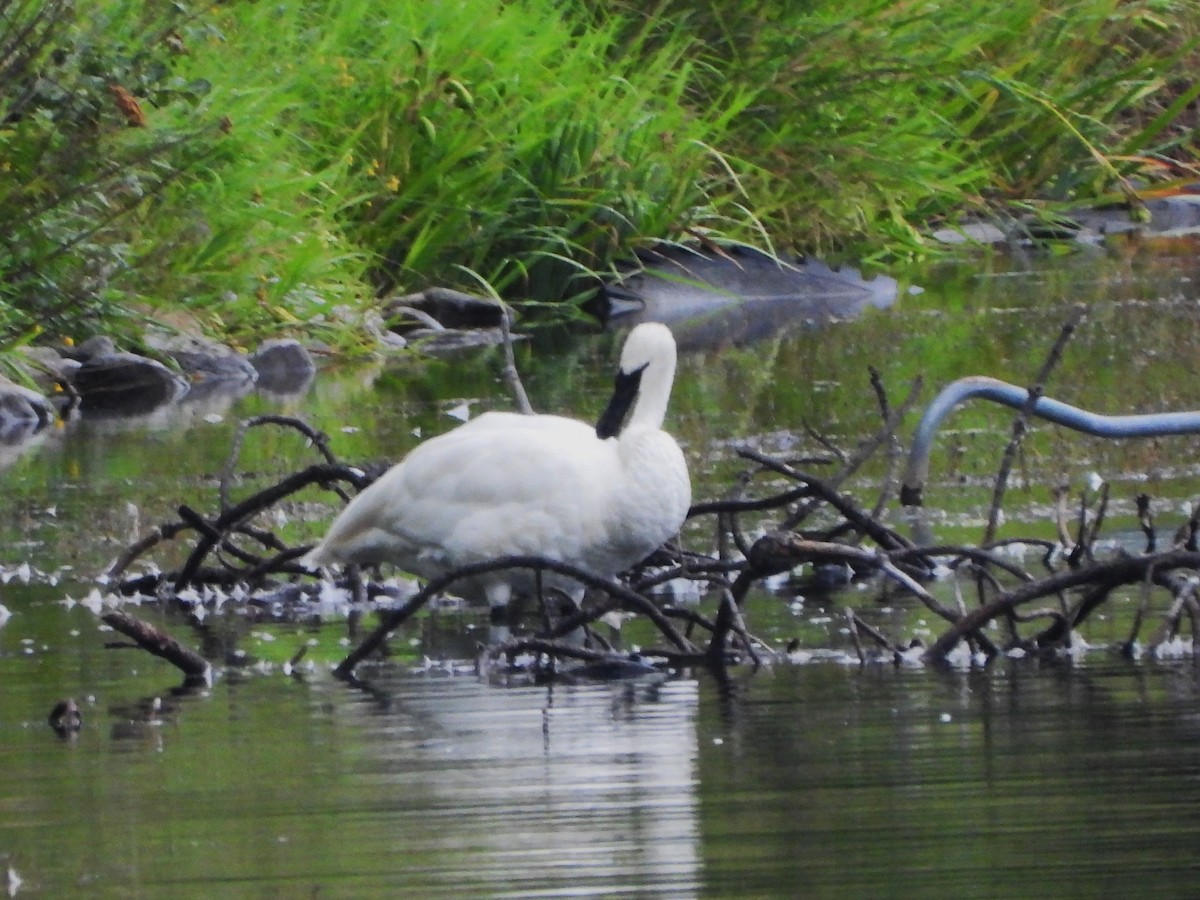 Trumpeter Swan - ML608505751