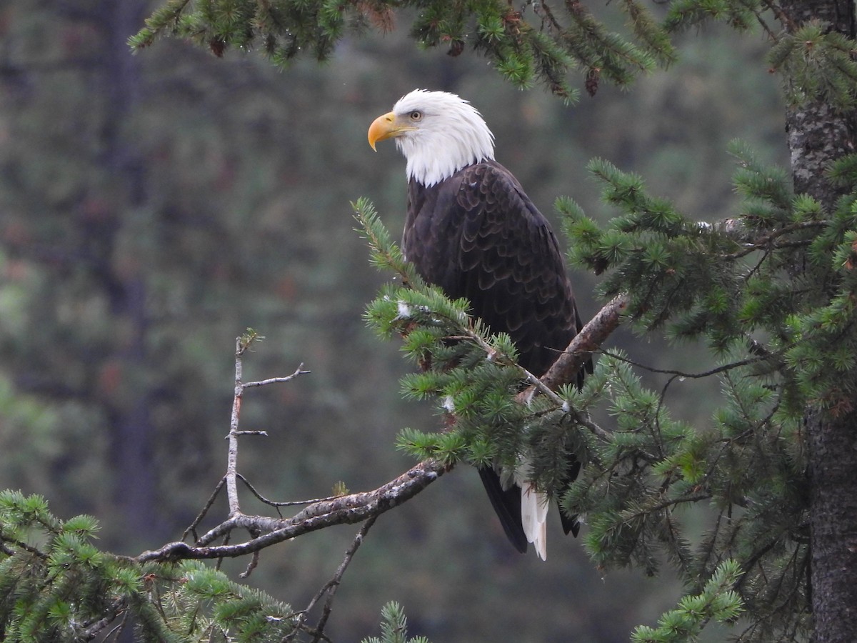 Bald Eagle - ML608505759