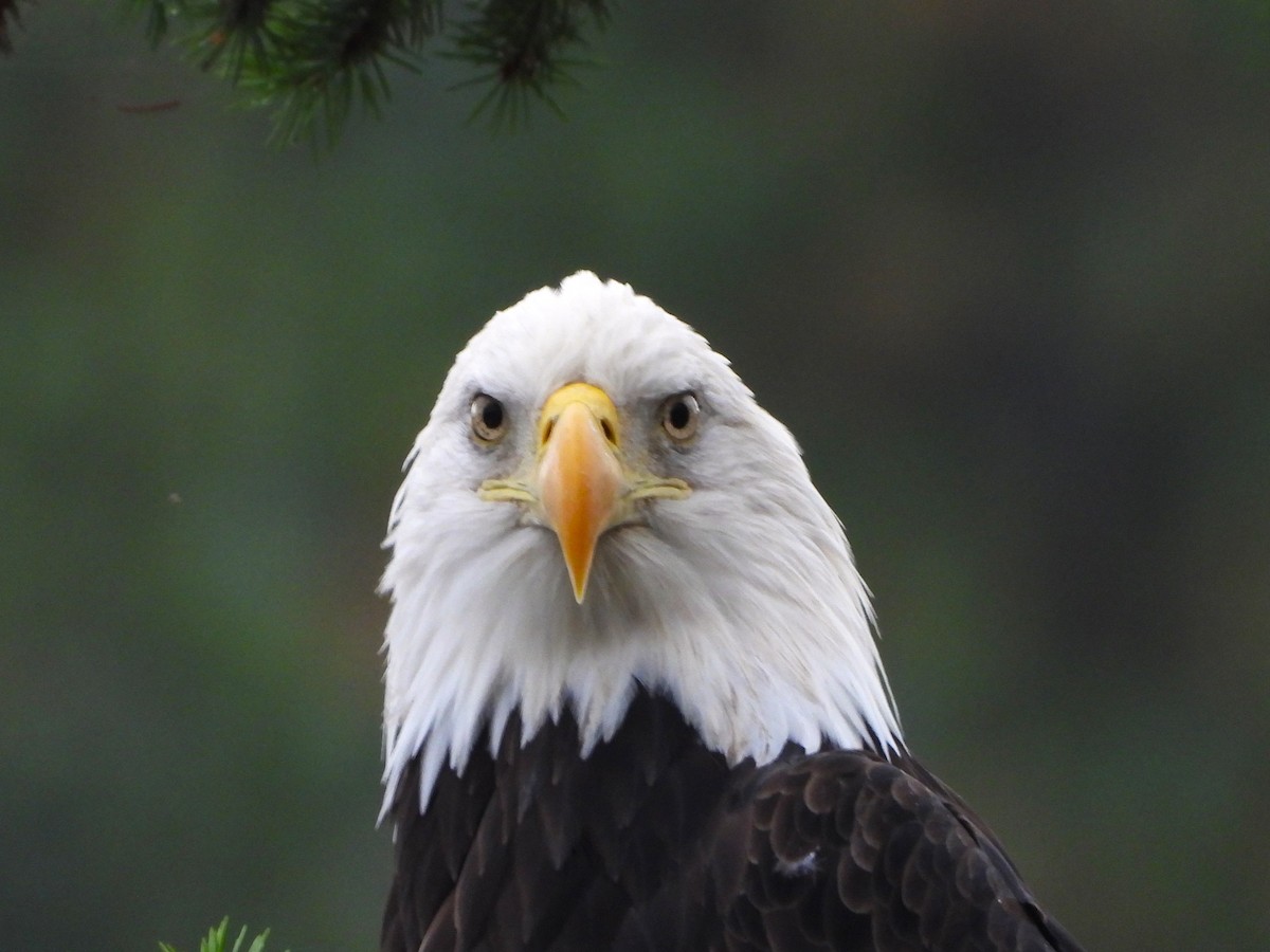 Bald Eagle - ML608505761