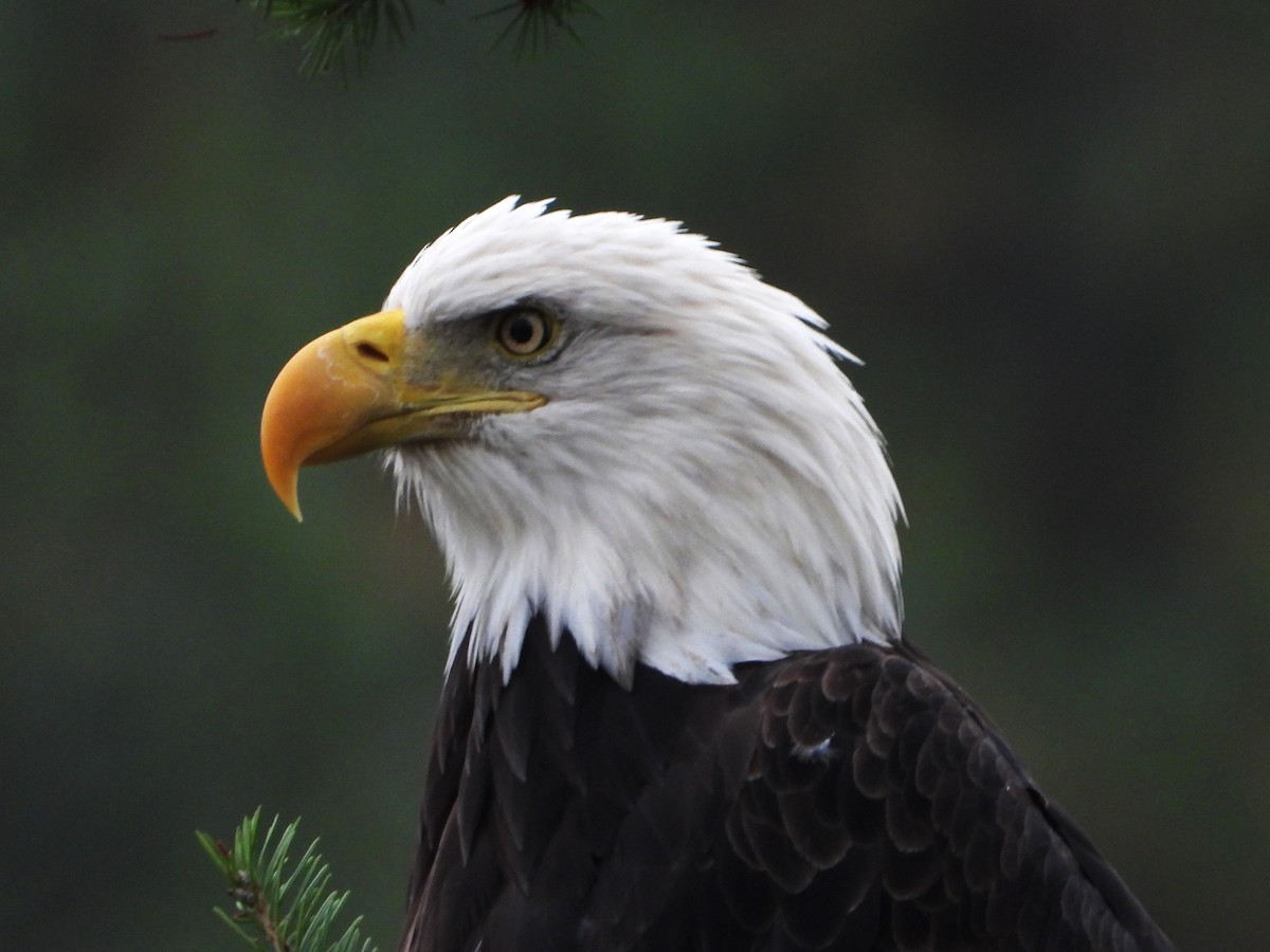 Bald Eagle - ML608505773