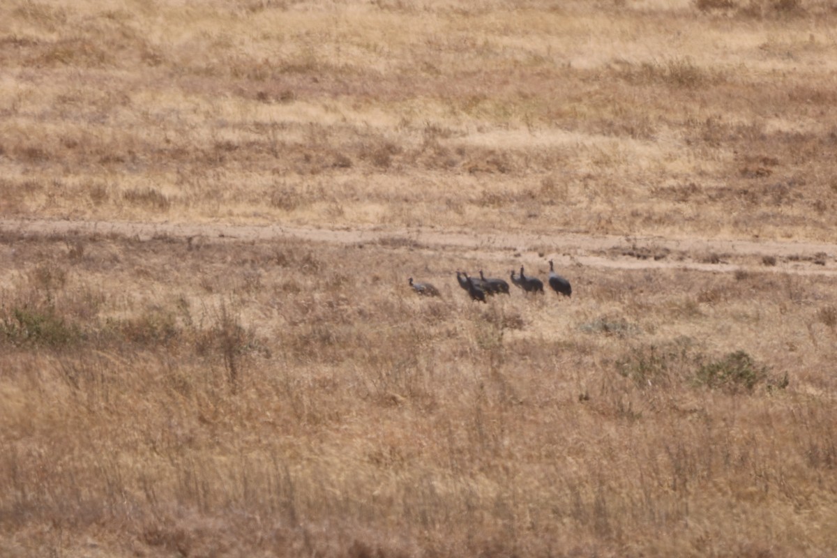 Helmeted Guineafowl - ML608505774