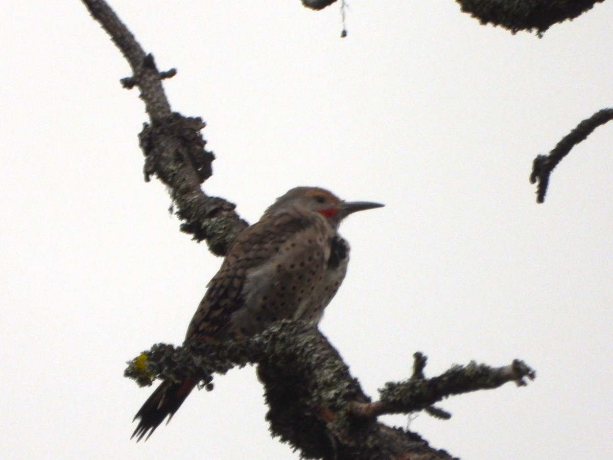 Northern Flicker - ML608505794