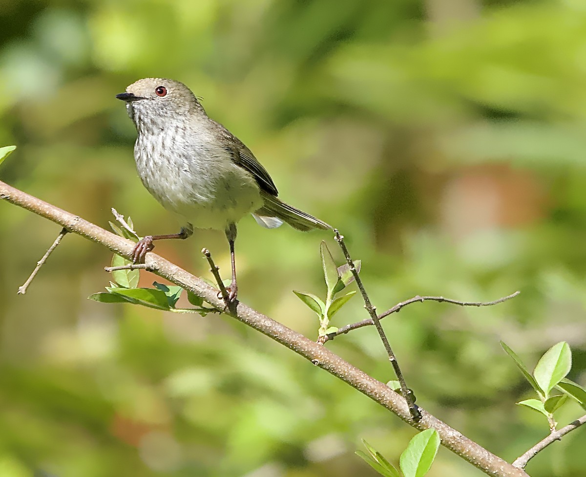 Brown Thornbill - Allan Johns