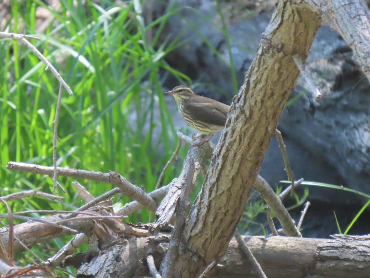 Northern Waterthrush - ML608505803