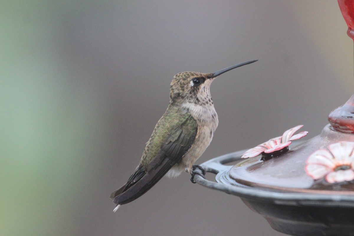 Black-chinned Hummingbird - Anonymous