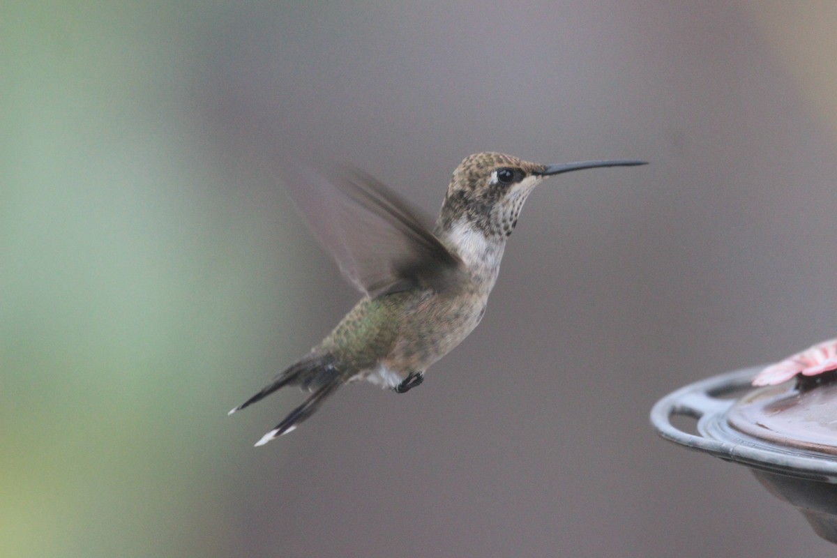 Black-chinned Hummingbird - ML608505810