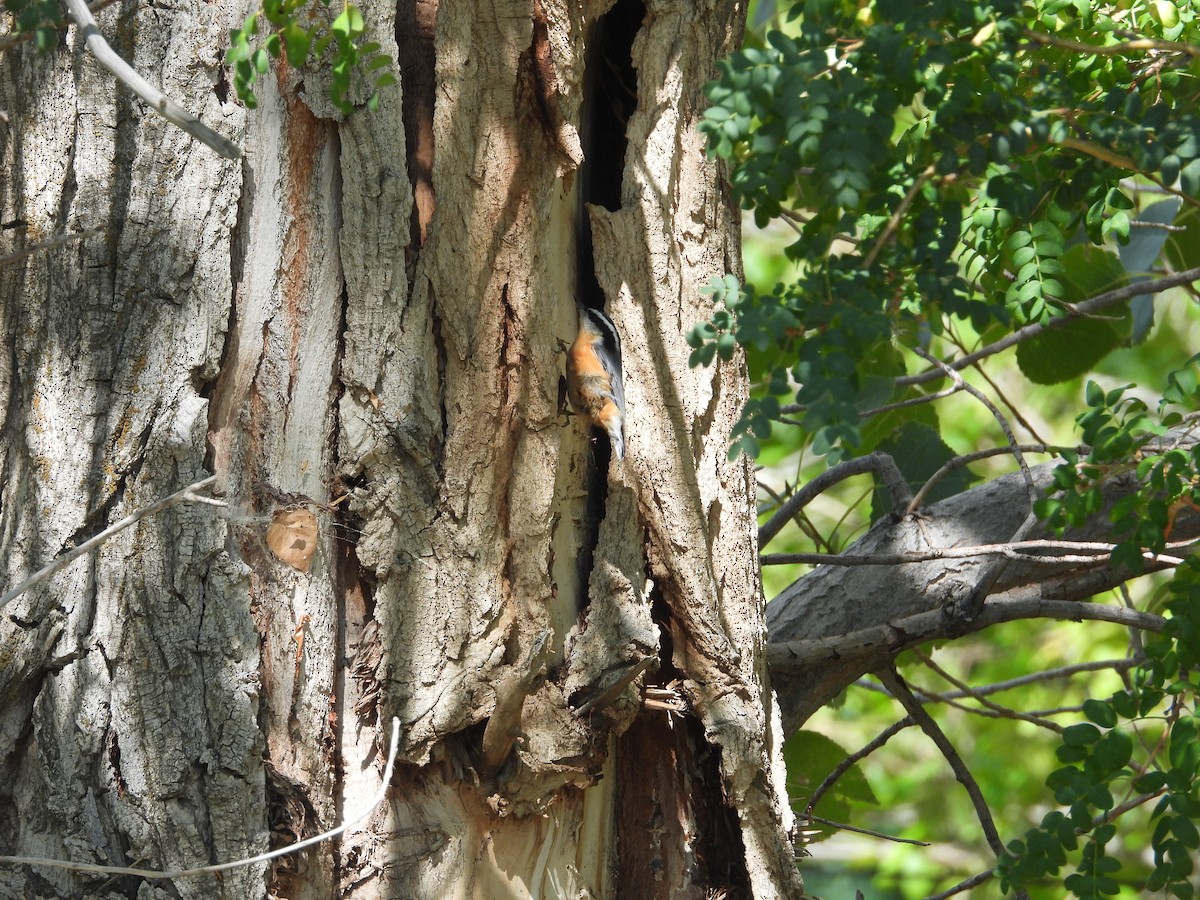 Red-breasted Nuthatch - ML608505814