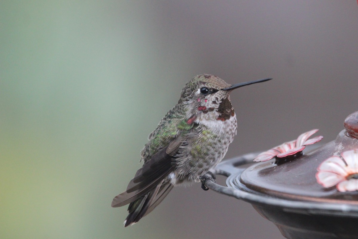 Anna's Hummingbird - Anonymous