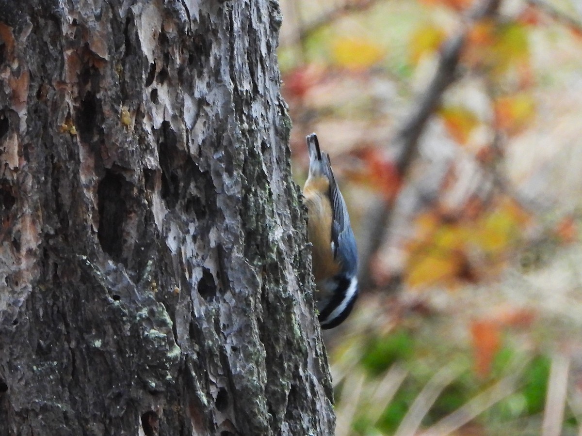 Red-breasted Nuthatch - ML608505824