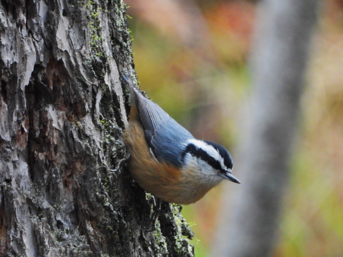 Red-breasted Nuthatch - ML608505826