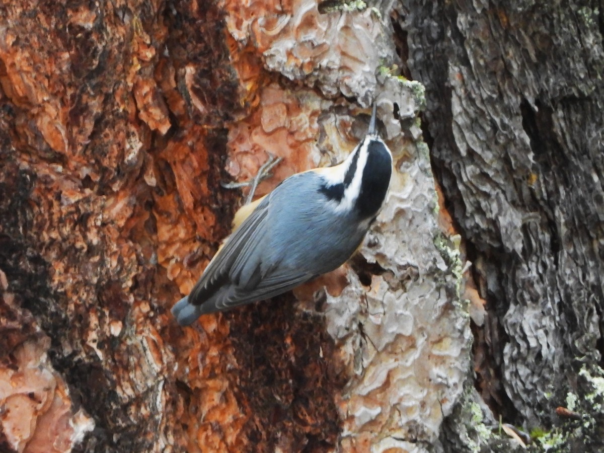 Red-breasted Nuthatch - ML608505827