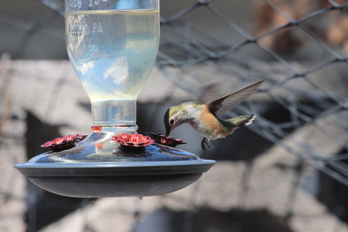 Broad-tailed Hummingbird - Anonymous