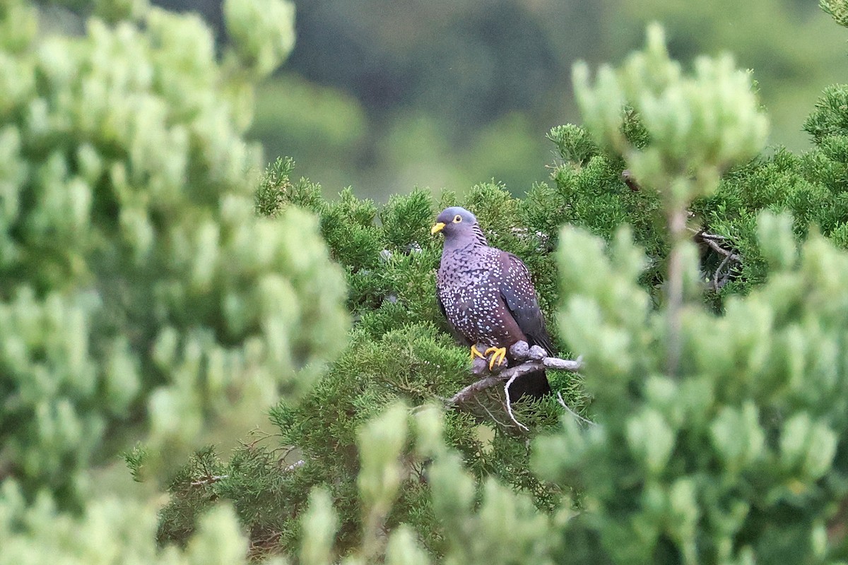 Pigeon rameron - ML608505838